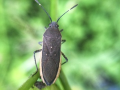 Catorhintha texana