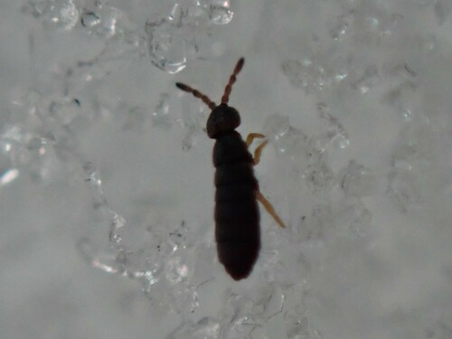 Canada Springtail