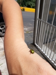 Calligrapha mexicana