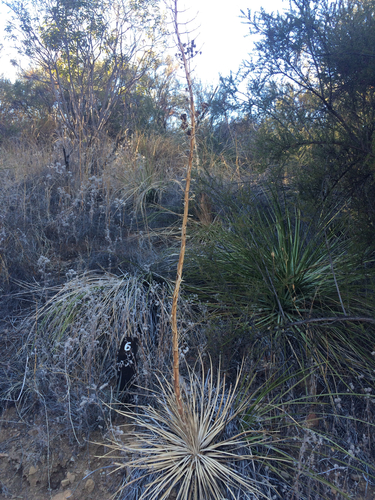 iNaturalist observation photo of chaparral yucca