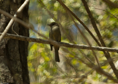 Contopus hispaniolensis