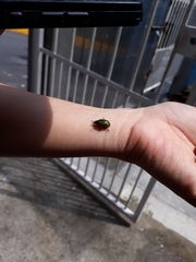 Calligrapha mexicana