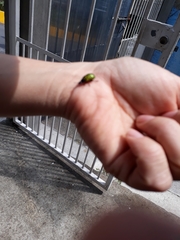 Calligrapha mexicana