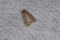 Hypsopygia nostralis