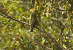 Contopus hispaniolensis