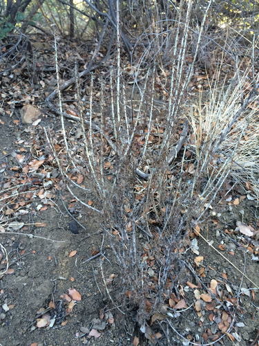 iNaturalist observation photo of Golden Yarrow