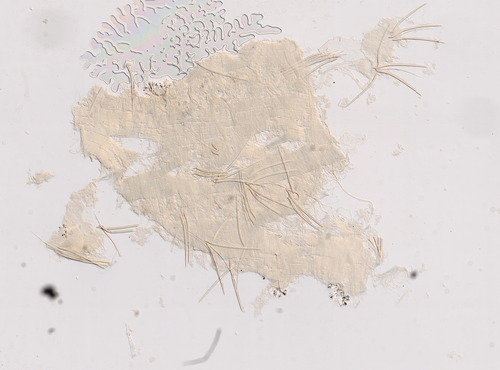 Representative image of Cirriformia filigera