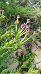 Zaluzianskya maritima