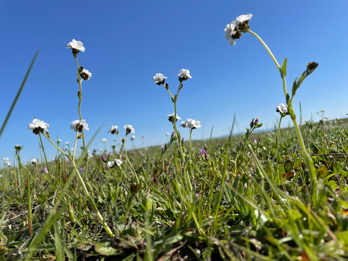 iNaturalist observation photo of Rusty Popcornflower
