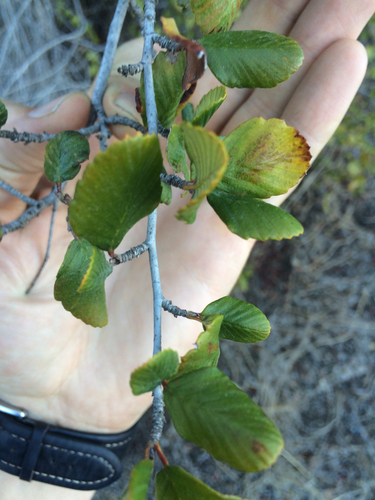 iNaturalist observation photo of Birchleaf Mountain Mahogany