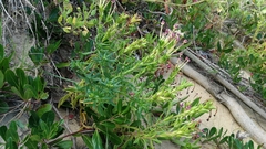 Zaluzianskya maritima