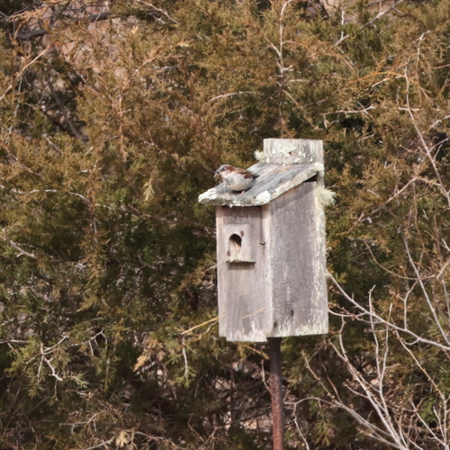 House Sparrow photographed in Connecticut