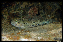 Goldman's Goby photo 2