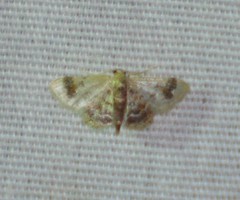 Idaea asceta