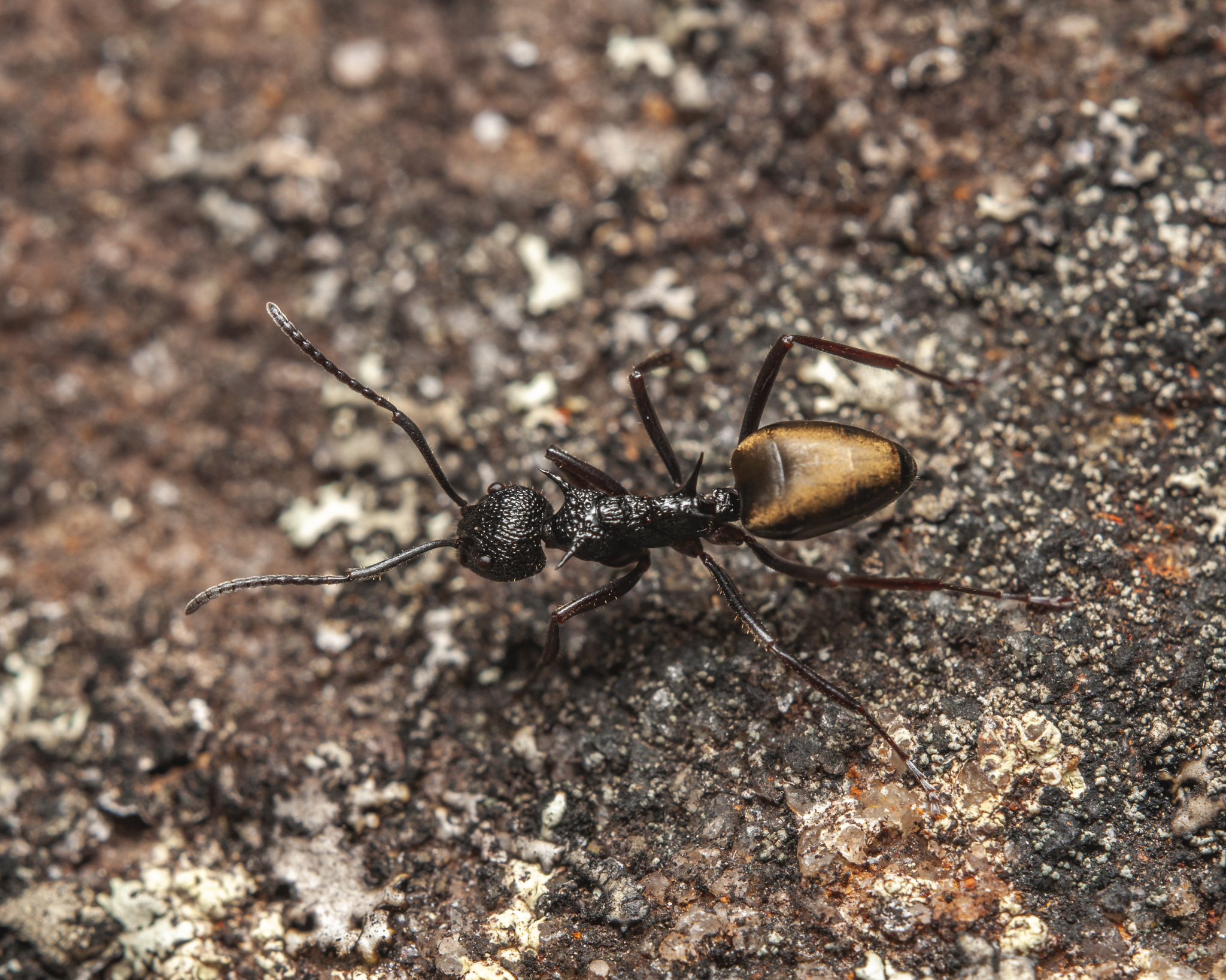 Dolichoderus etus
