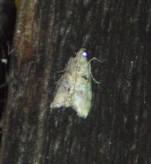 Pococera euphemella
