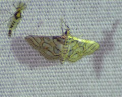 Pseudopyrausta santatalis