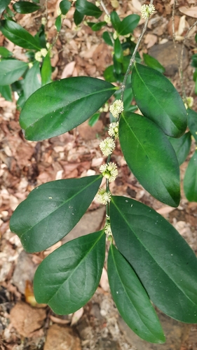 Suregada lanceolata observed 2023-03-23