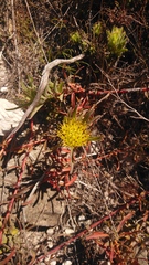 Leucospermum gracile
