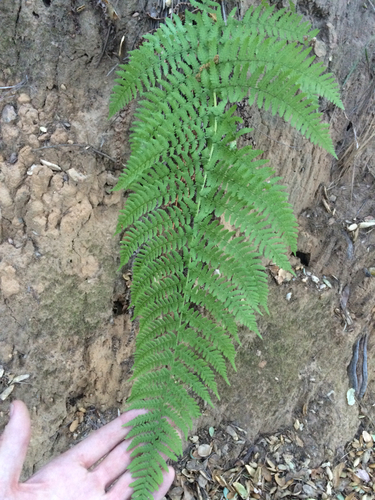 iNaturalist observation photo of coastal woodfern