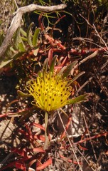 Leucospermum gracile