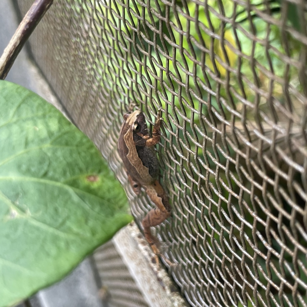 Japanese Rice Frog Okinawa Rice Frog from 宜名真, 国頭郡国頭村, 沖縄県, JP on March 22, 2023 at 11:59 ...