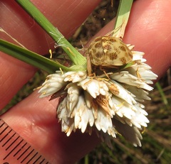 Cyperus niveus leucocephalus