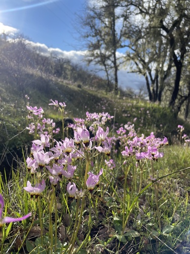 iNaturalist observation photo of Padre's Shooting Star