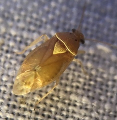 Tropidosteptes pacificus