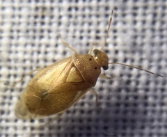 Tropidosteptes pacificus