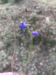 Delphinium dasycaulon