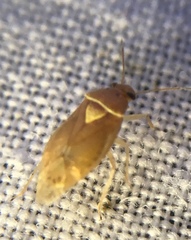 Tropidosteptes pacificus