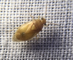 Tropidosteptes pacificus