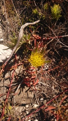 Leucospermum gracile