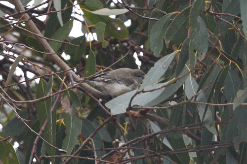 Western Gerygone (Gerygone fusca), photo 9