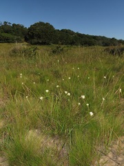 Cyperus niveus leucocephalus