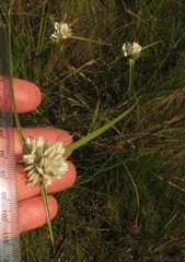 Cyperus niveus leucocephalus