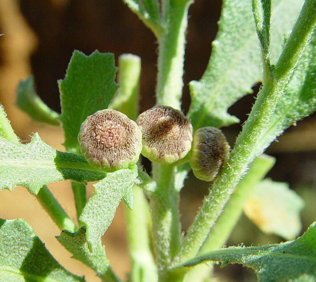 Sphaeromorphaea littoralis (Sphaeromorphaea littoralis)