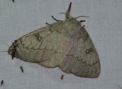 Syssphinx heiligbrodti