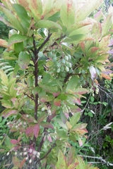 Vaccinium cylindraceum