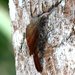 Streak-headed Woodcreeper - Photo (c) Carmelo López Abad, some rights reserved (CC BY-NC), uploaded by Carmelo López Abad