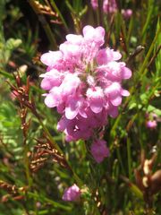 Erica amoena