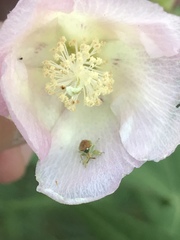 Lophoscutus