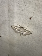 Arcobara multilineata