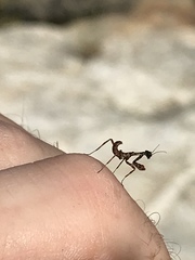 Pseudovates arizonae