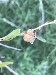 Pseudovates arizonae