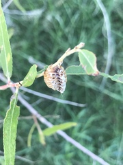 Pseudovates arizonae