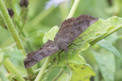 Pellicia arina