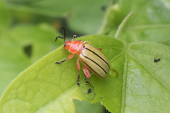 Disonycha stenosticha
