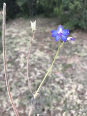 Delphinium dasycaulon